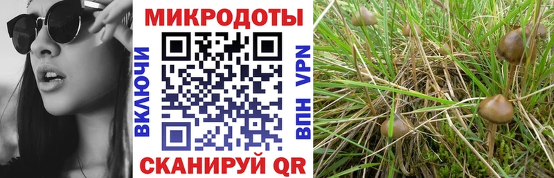 Псилоцибиновые грибы Cubensis  Солигалич 